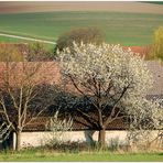 Nursch im Frühling **3