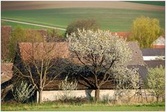 Nursch im Frühling **3