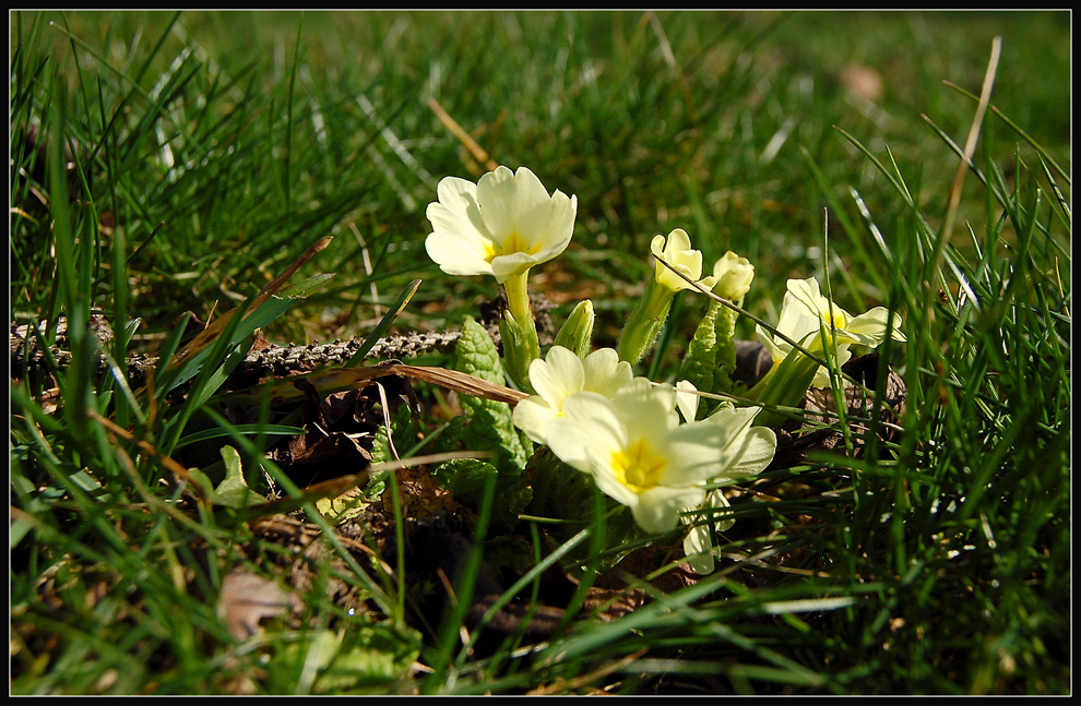 Nursch - März 2009 (2)