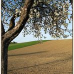 Nurscher Landschaft ... (Frühling)