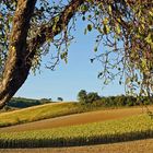 Nurscher Landschaft ... (Herbst)