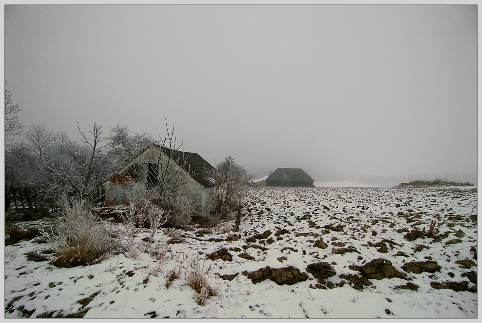 Nurscher wintergrau (2)