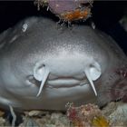 nurse shark