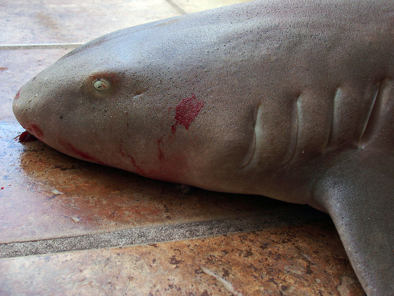 Nurse Shark