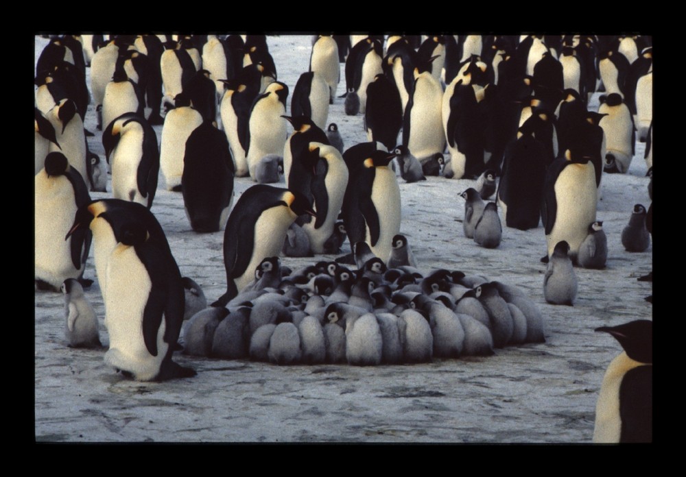 Nurserie de manchots empereurs, Antarctique