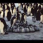 Nurserie de manchots empereurs, Antarctique