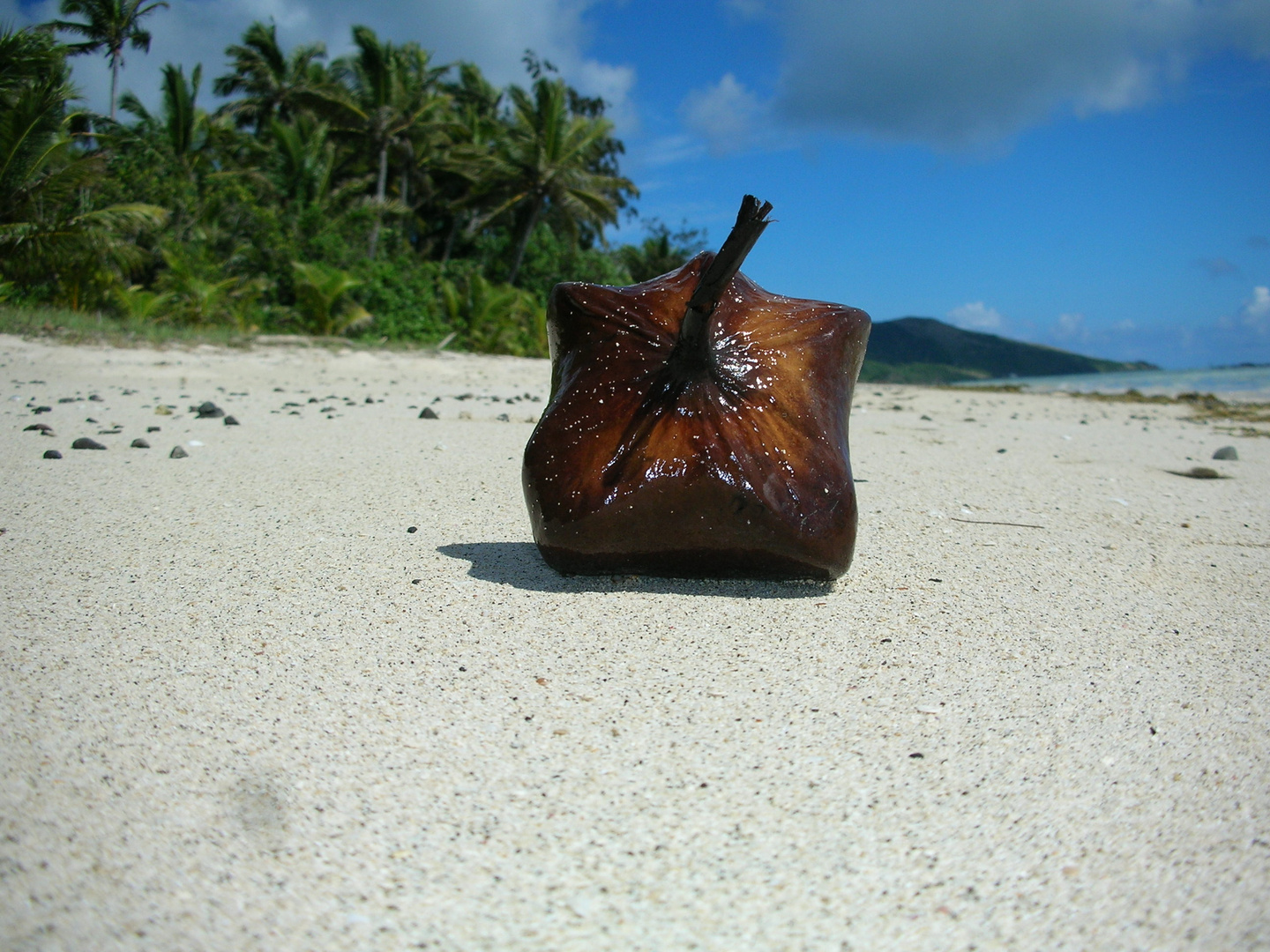 Nuss am Strand, Fiji