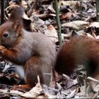 Nuss gefunden - Botanischer Garten Hohenheim