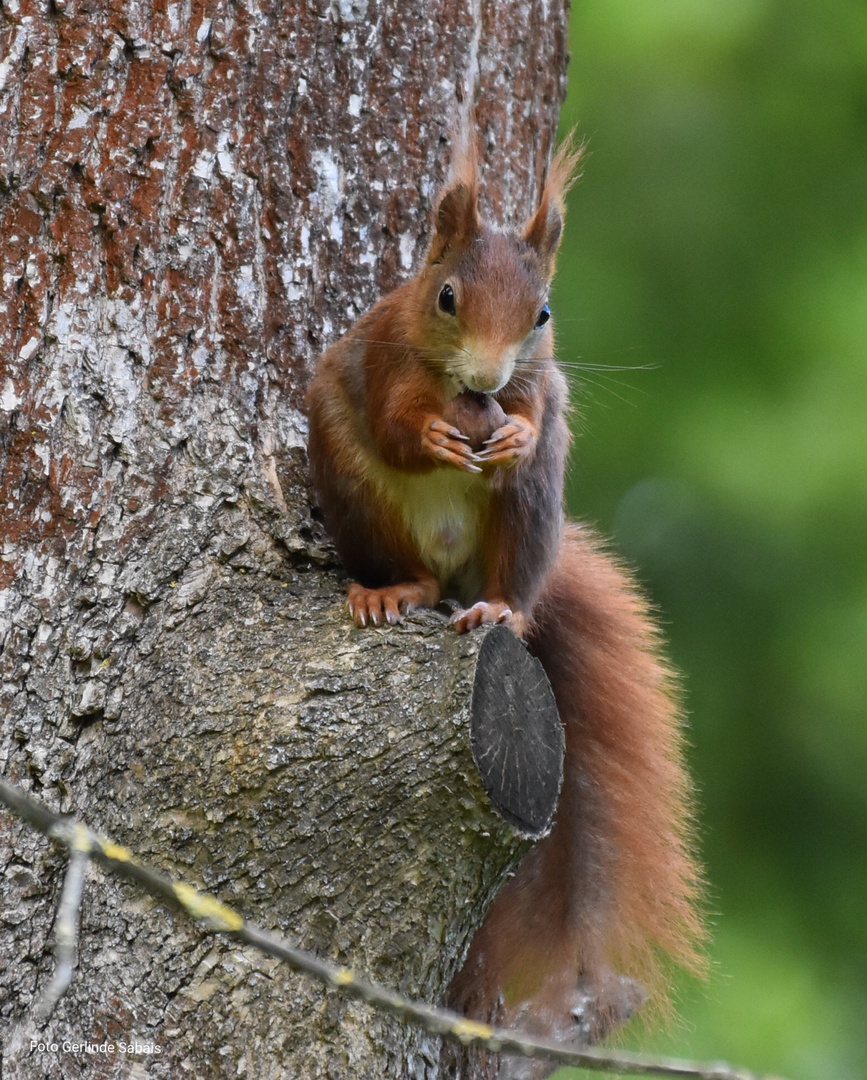 Nuss mit Eichhörnchen 