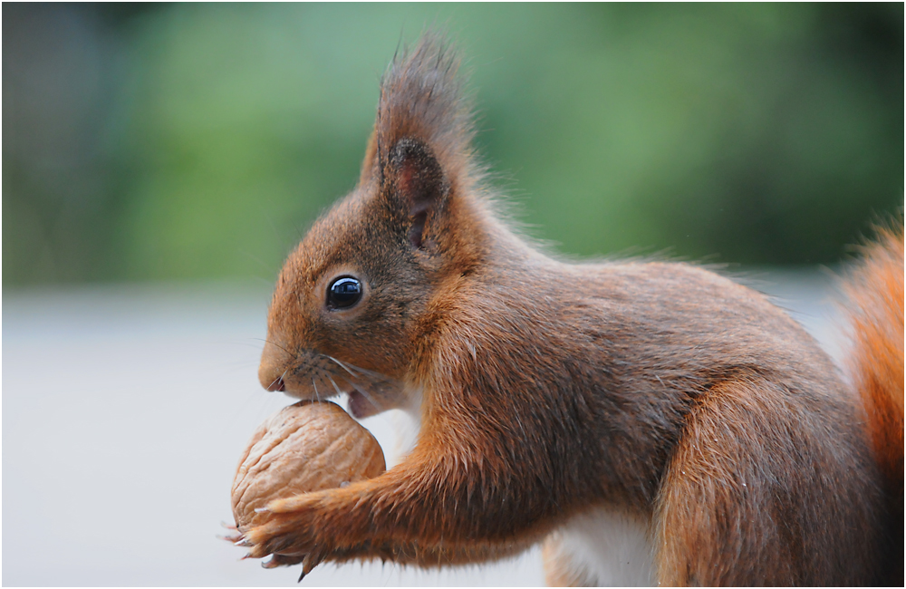 Nuss mit Eichhörnchen Foto & Bild | tiere, wildlife, säugetiere