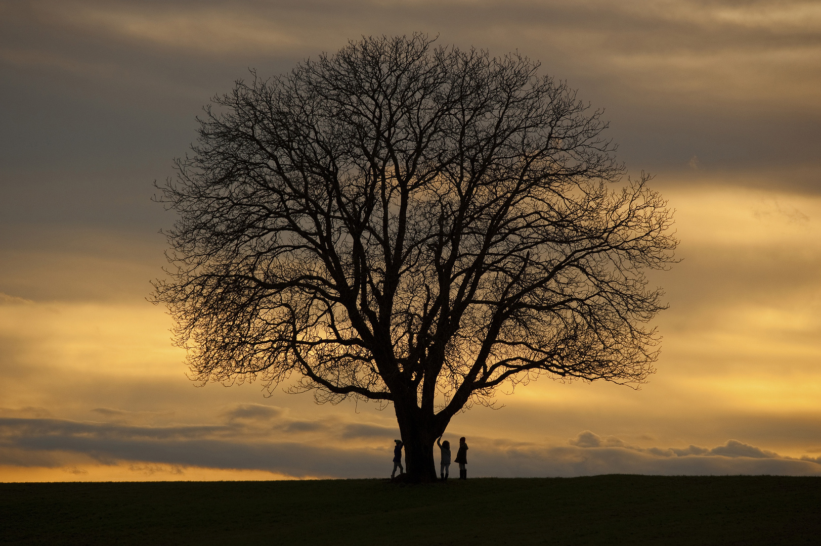 Nußbaum