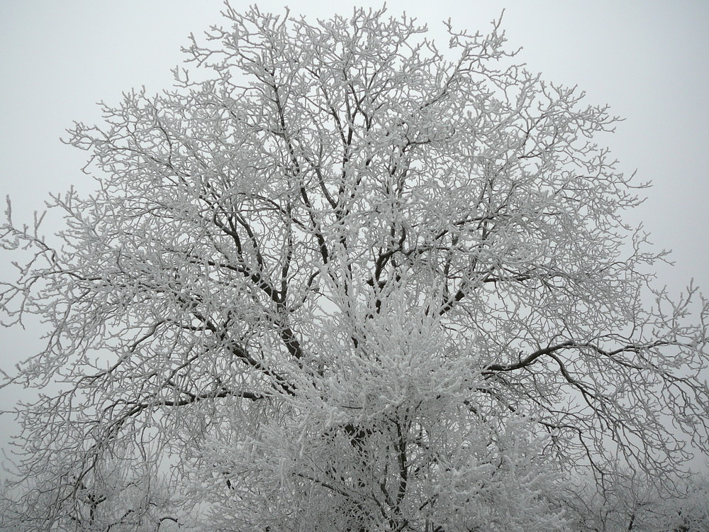 Nußbaum