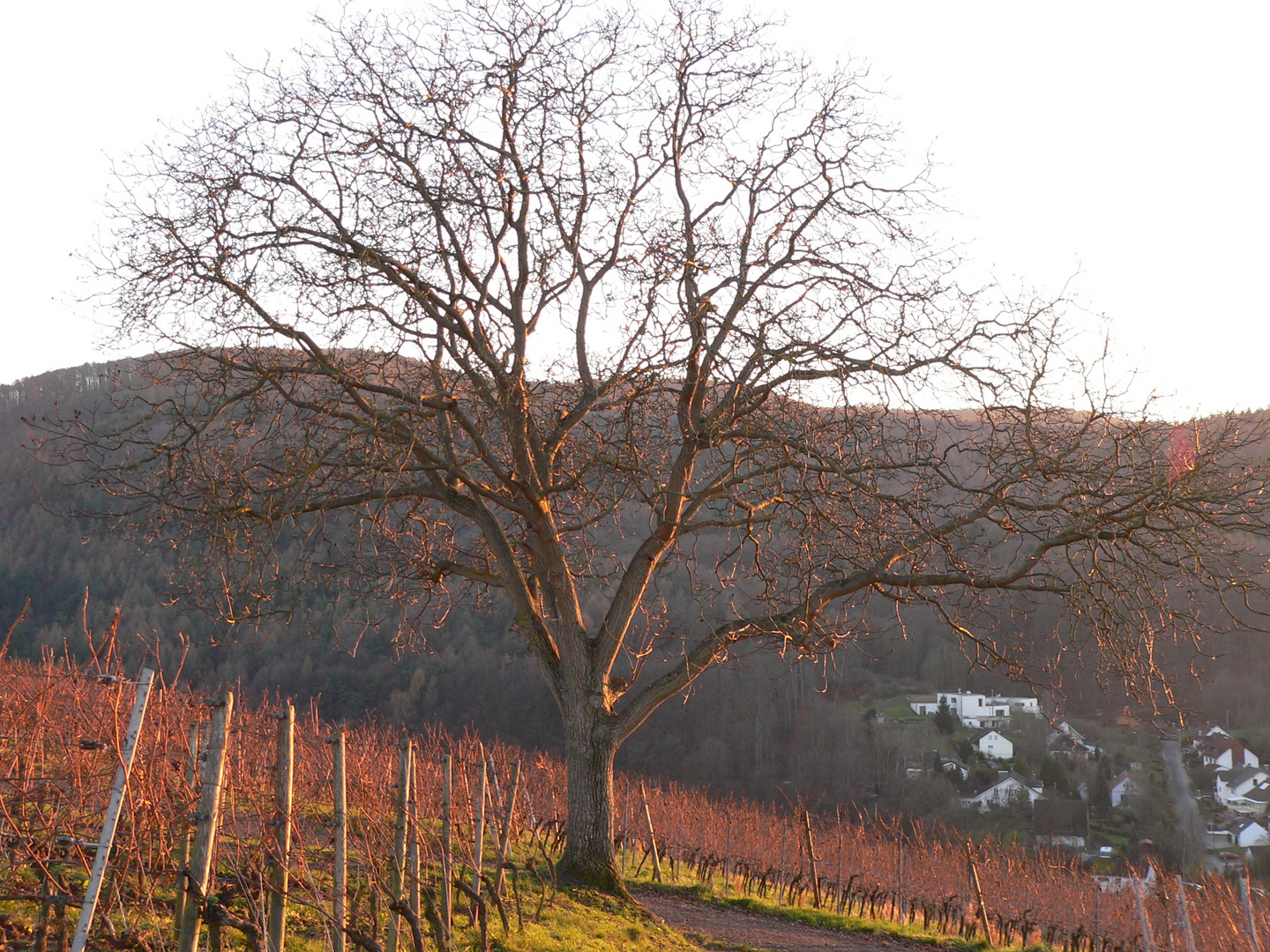 Nussbaum am Weinberg