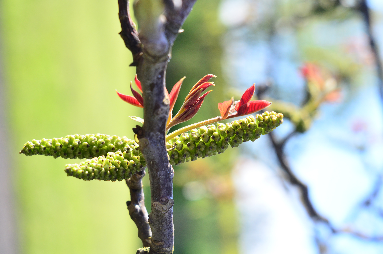 Nußbaum