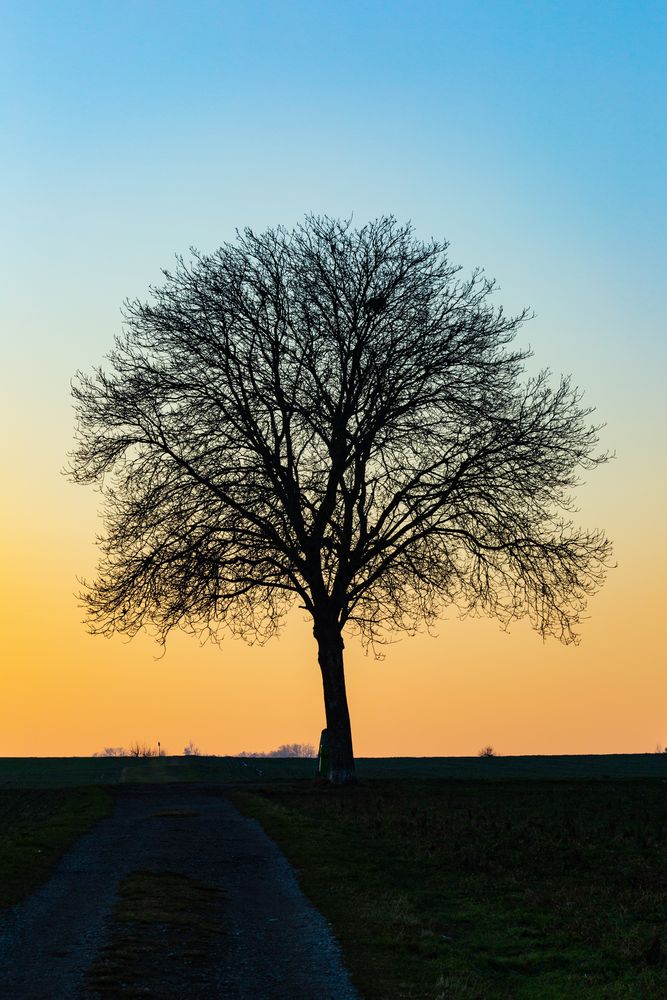 Nussbaum im Abendrot