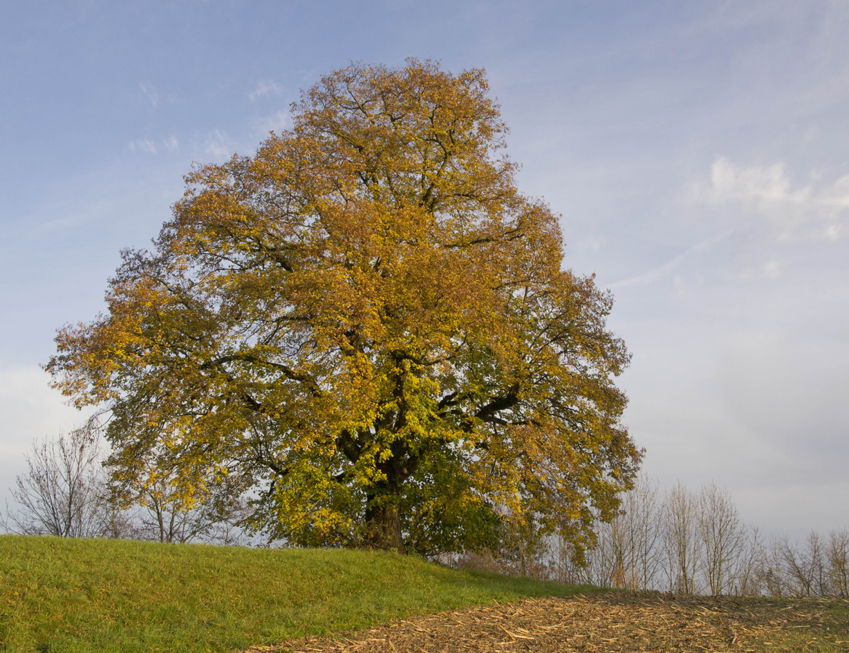 Nussbaum im hebstlichen Abendlicht