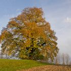 Nussbaum im hebstlichen Abendlicht