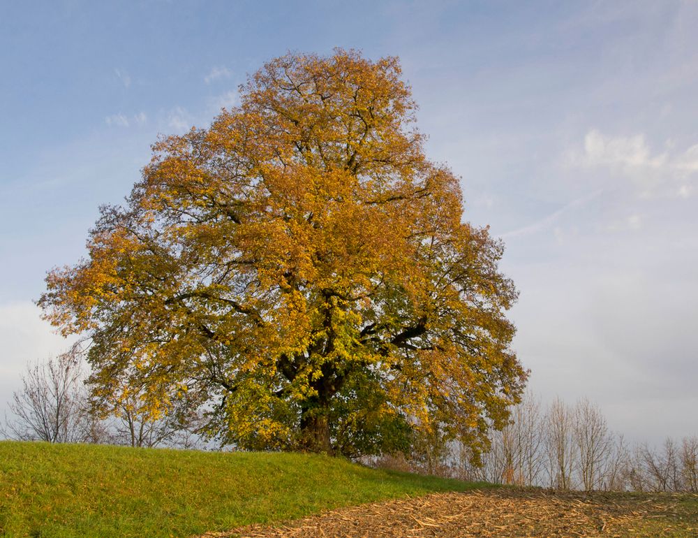 Nussbaum im hebstlichen Abendlicht