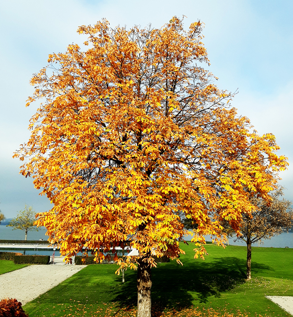 Nussbaum im Herbst