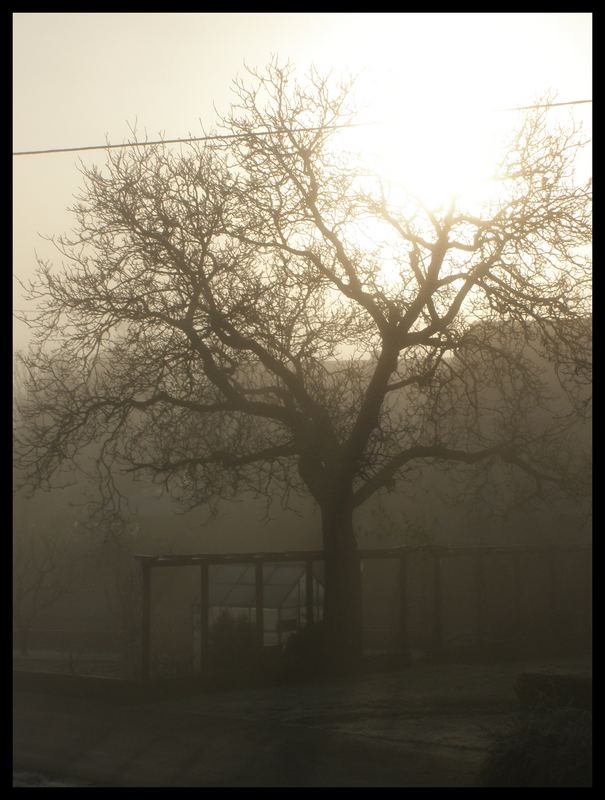 Nussbaum im Morgennebel des Sonnenstrahls