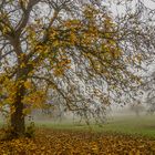 Nußbaum im November