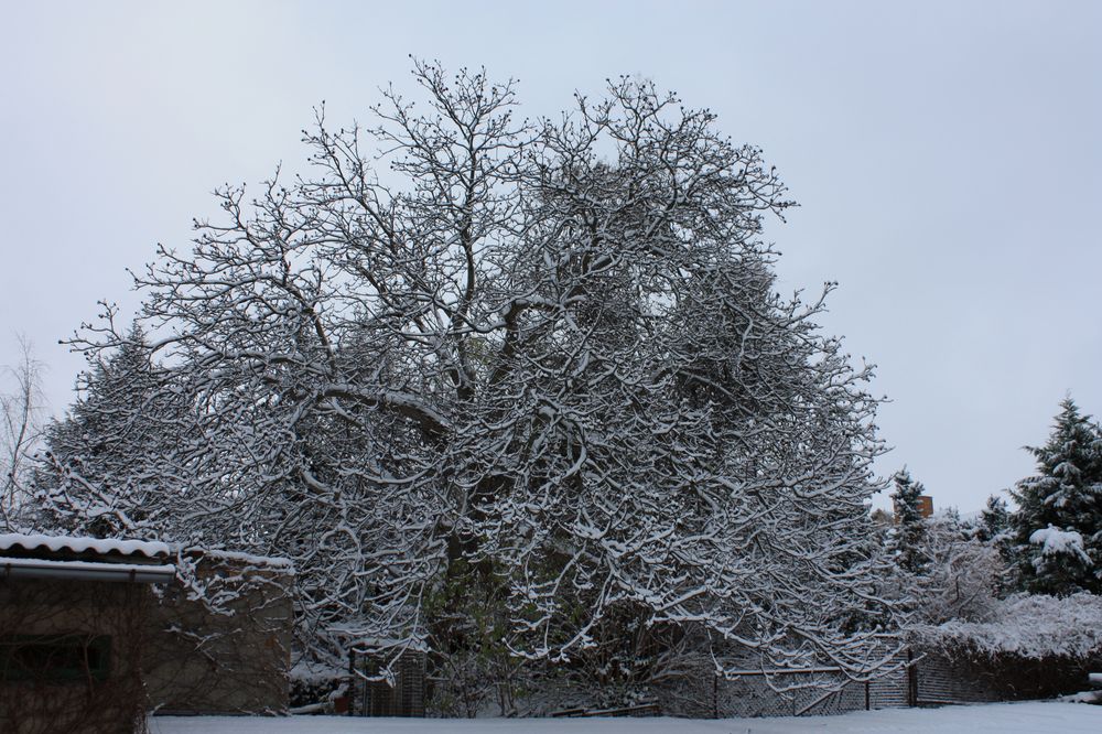 Nussbaum im Schneekleid