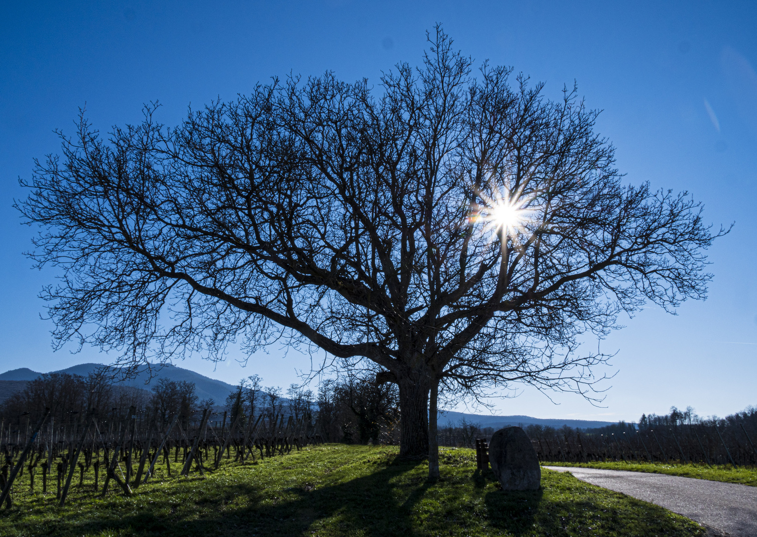 Nussbaum im Winter