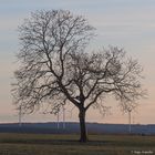 Nußbaum mit Stützen