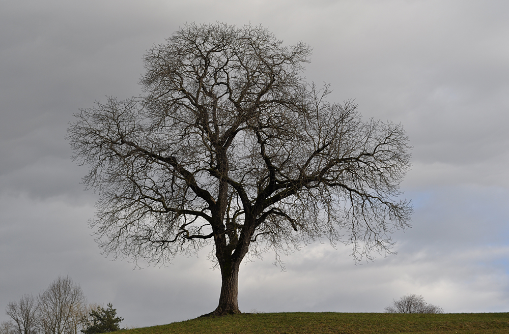 Nussbaum unbearbeitet