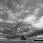 Nussbaum unter Wolkendecke