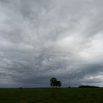 Nussbaum unter Wolkendecke unbearbeitet