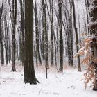 Nussbaumer Wald - Bergisch Gladbach