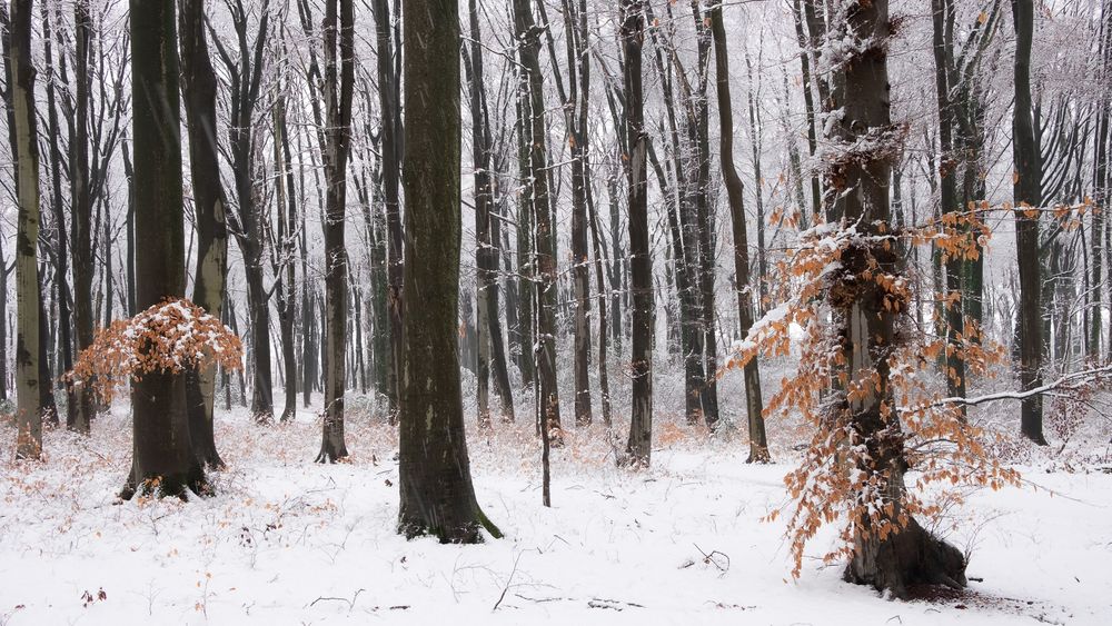 Nussbaumer Wald - Bergisch Gladbach