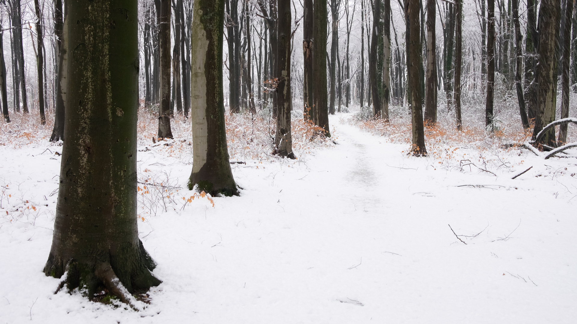 Nussbaumer Wald - Bergisch Gladbach