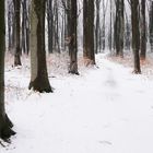 Nussbaumer Wald - Bergisch Gladbach