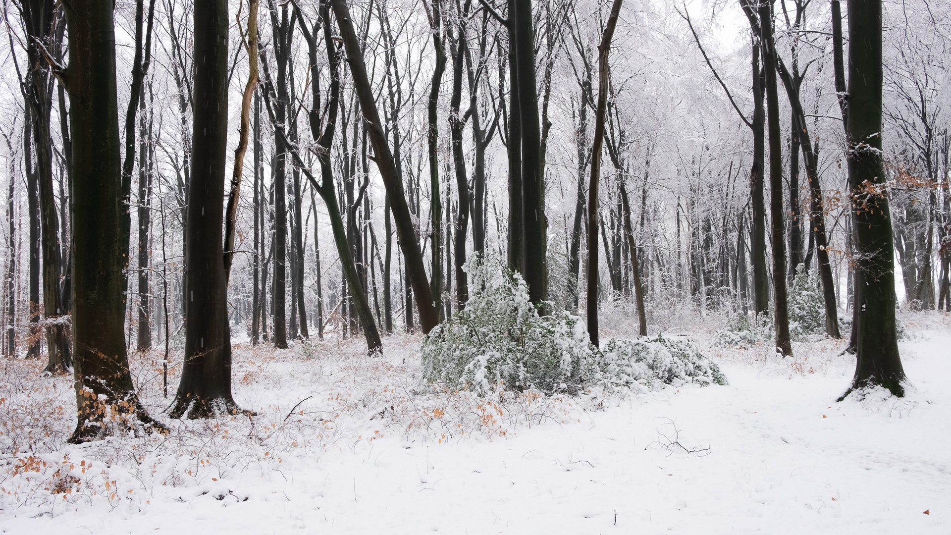 Nussbaumer Wald - Bergisch Gladbach