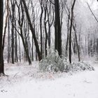 Nussbaumer Wald - Bergisch Gladbach