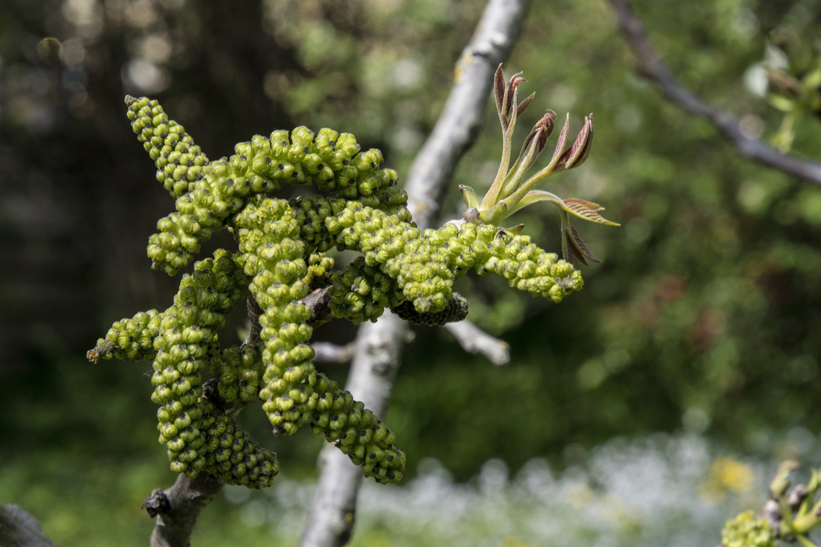 Nussblüte