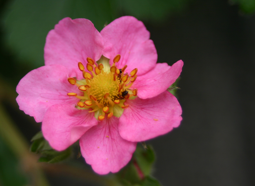 Nussblüte - denn Erdbeeren sind eigentlich Nüsse