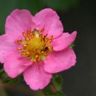 Nussblüte - denn Erdbeeren sind eigentlich Nüsse