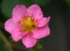 Nussblüte - denn Erdbeeren sind eigentlich Nüsse