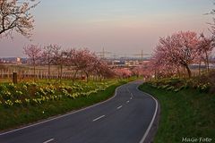 Nussdorfer Mandelblüte