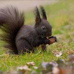 Nuss(Eich)hörnchen  ...,