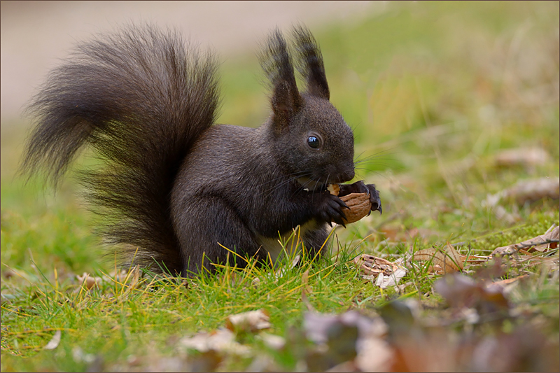 Nuss(Eich)hörnchen  ...,