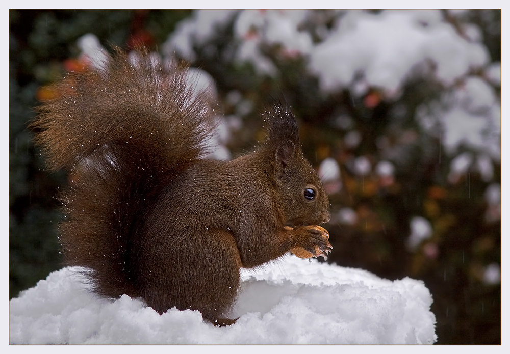 Nussknacker im Schnee