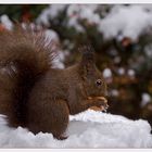 Nussknacker im Schnee