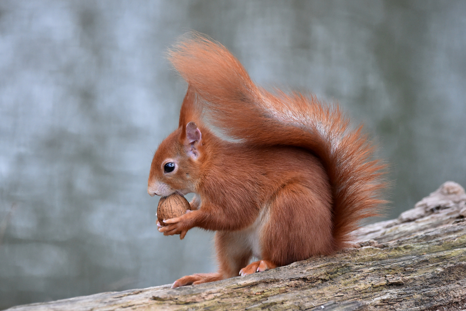 Nussknutscher Foto & Bild eichhörnchen, natur, tiere Bilder auf