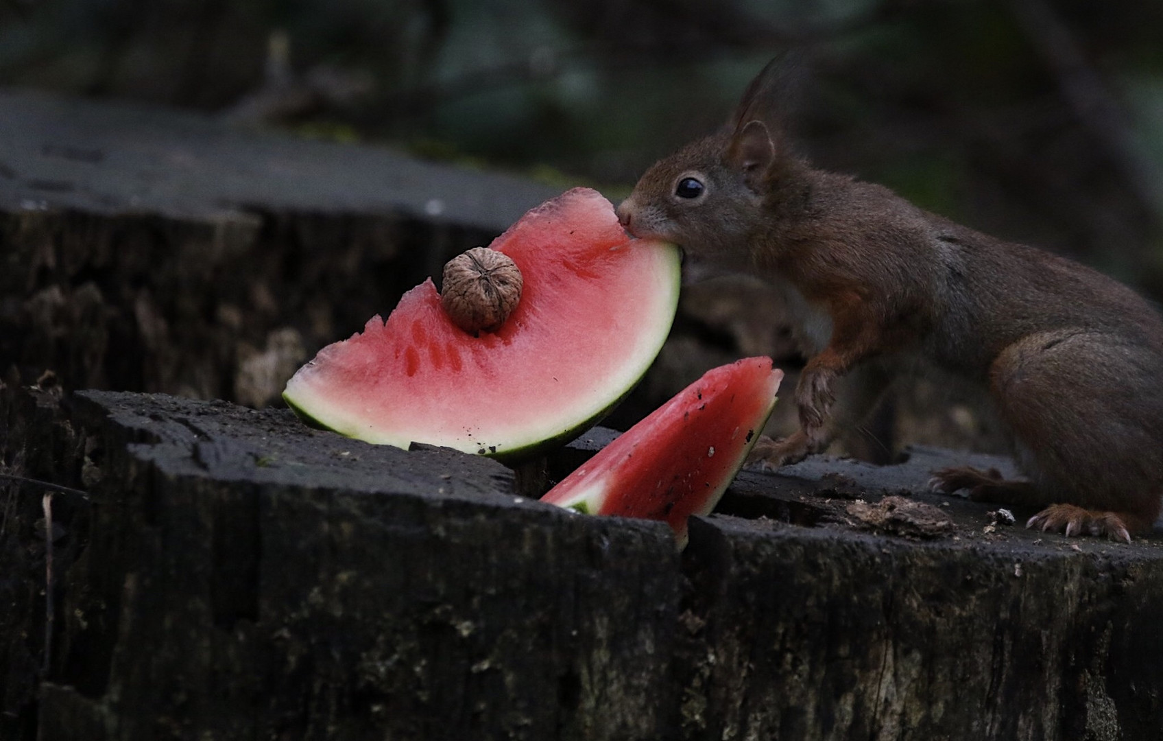 Nussmelone