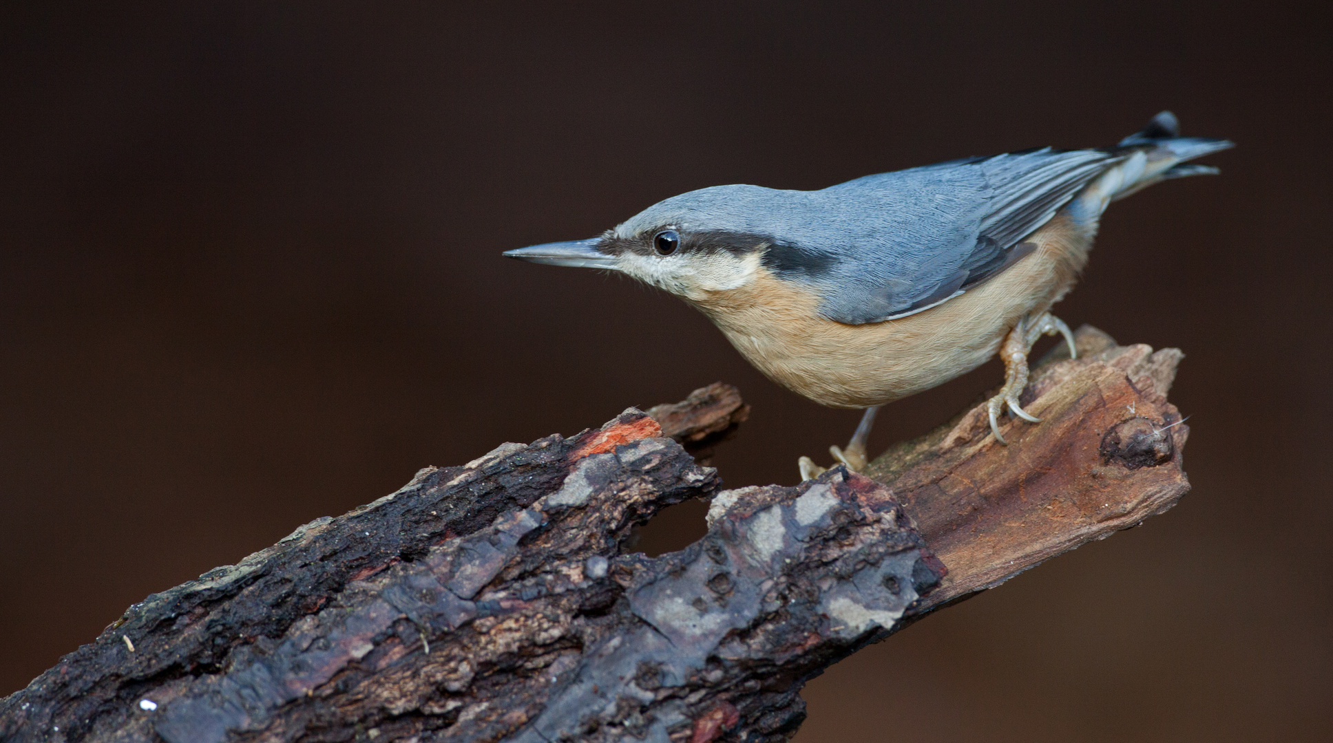 nut hatch