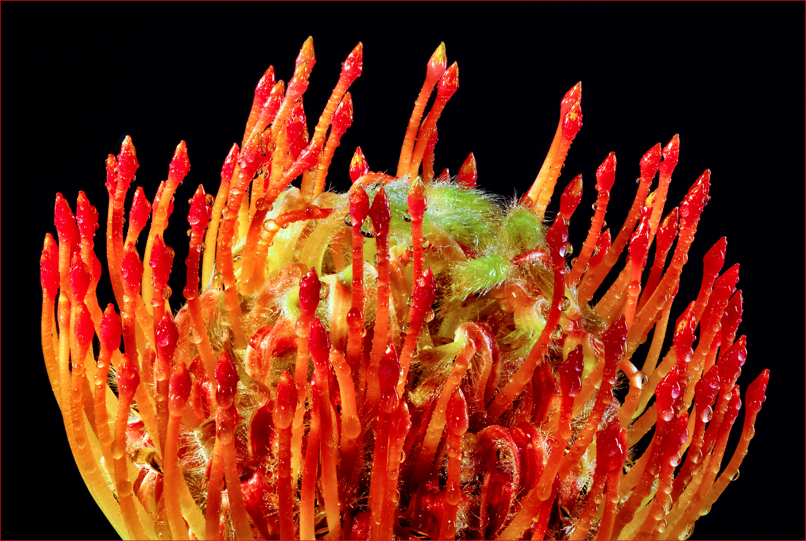 Nutan Protea Foto & Bild | pflanzen, pilze & flechten ...